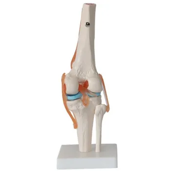 Модел анатомия на коляното на човек в реален размер 1:1, обучителни ресурси за медицинската наука, модел на директна доставка